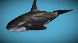 Killer Whale Swim Animation