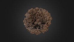 Calcified Bird Nest: Bolton Museum Collection