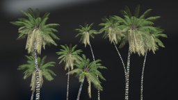 MANY COCONUT TREES IN ANIMATION