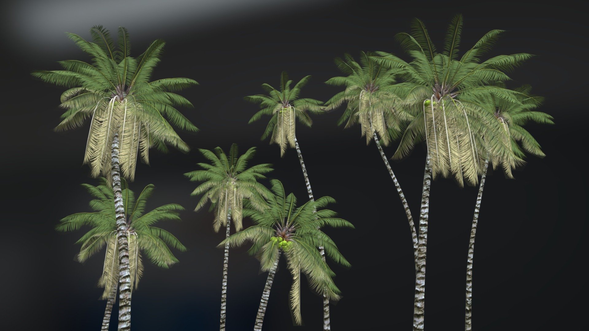 MANY COCONUT TREES IN ANIMATION 3d model