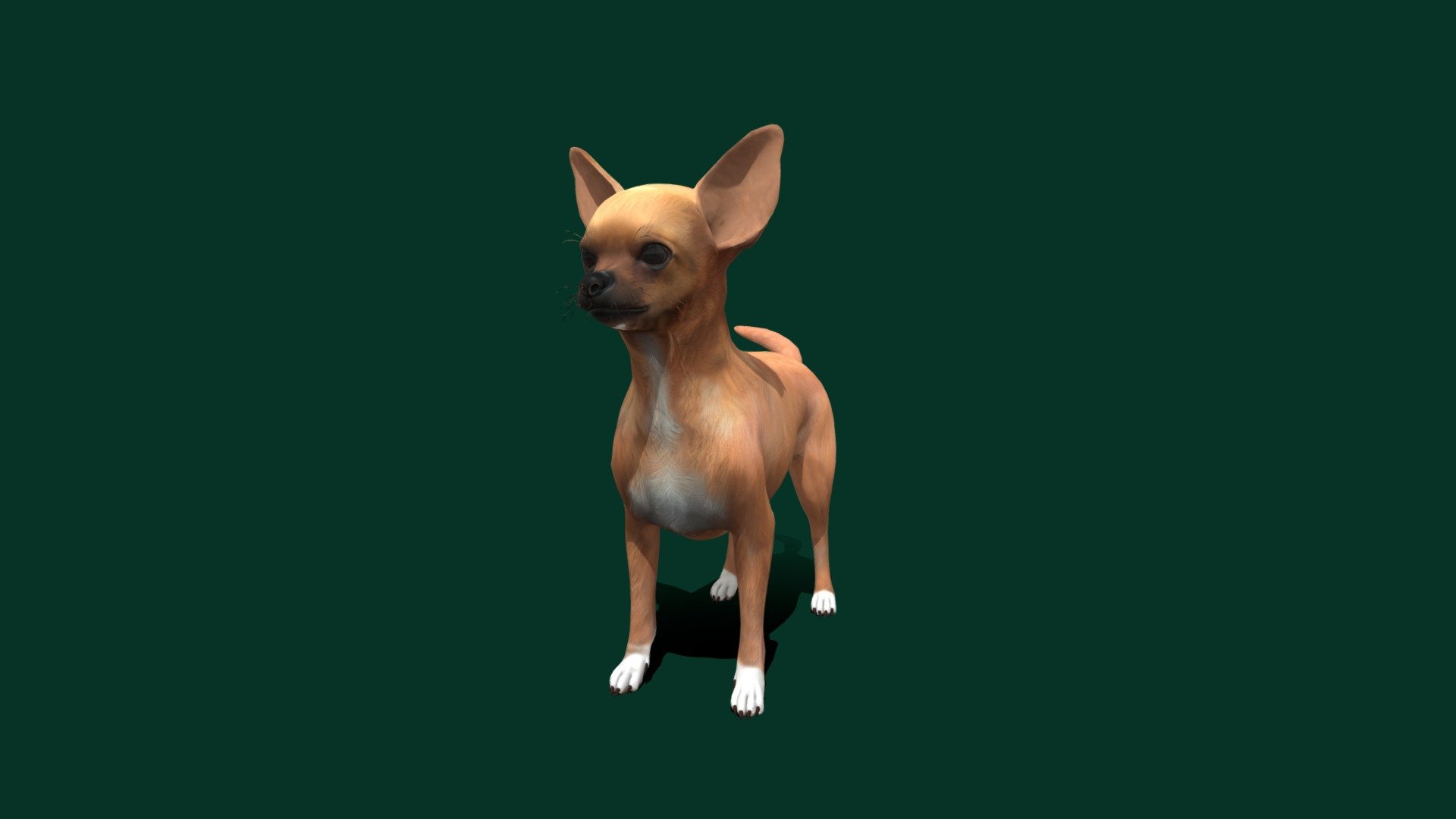 Chihuahua 3d model