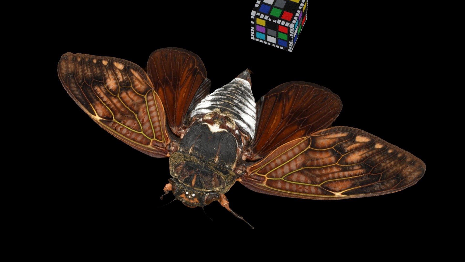 アブラゼミ ♀ Large Brown Cicada, G. nigrofuscata 3d model