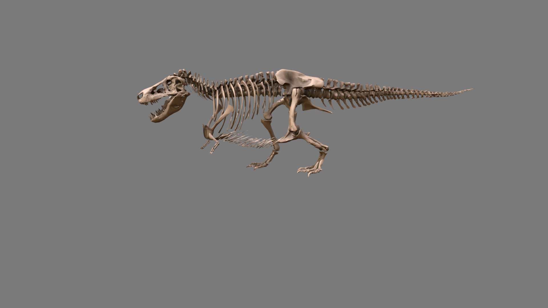 SUE the T. rex 3d model