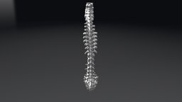 Human-spine-from-ct