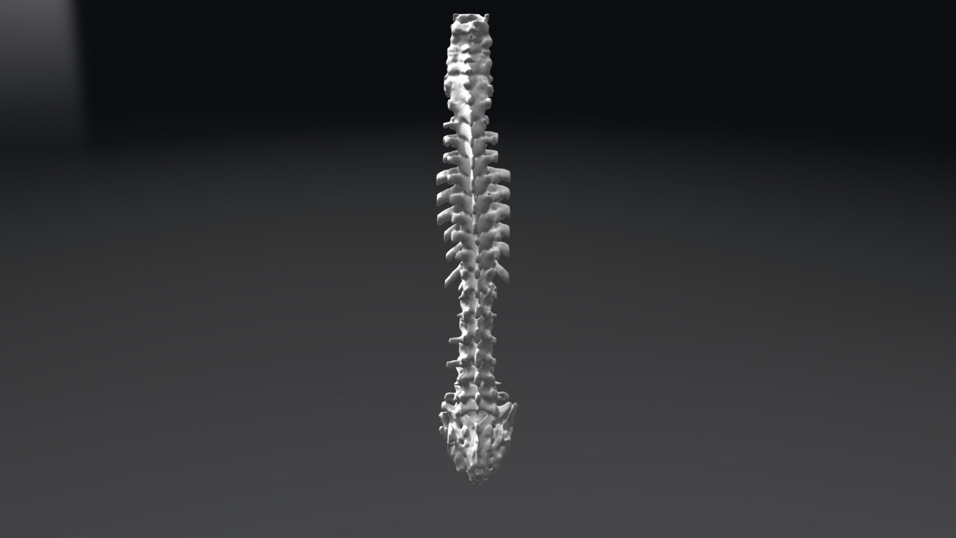 Human-spine-from-ct 3d model