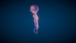 Jellyfish