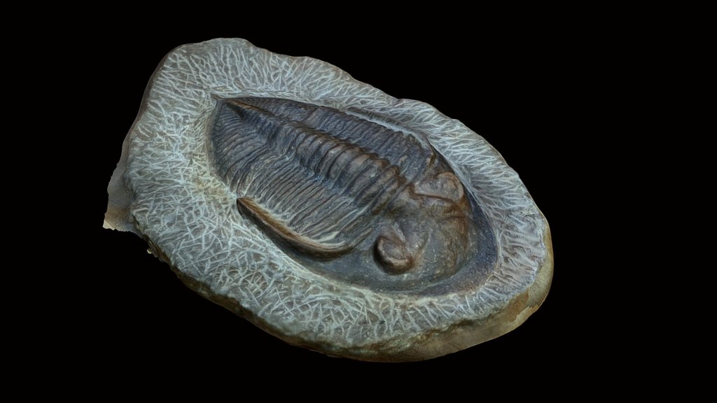 Trolibite Fossil 3d model