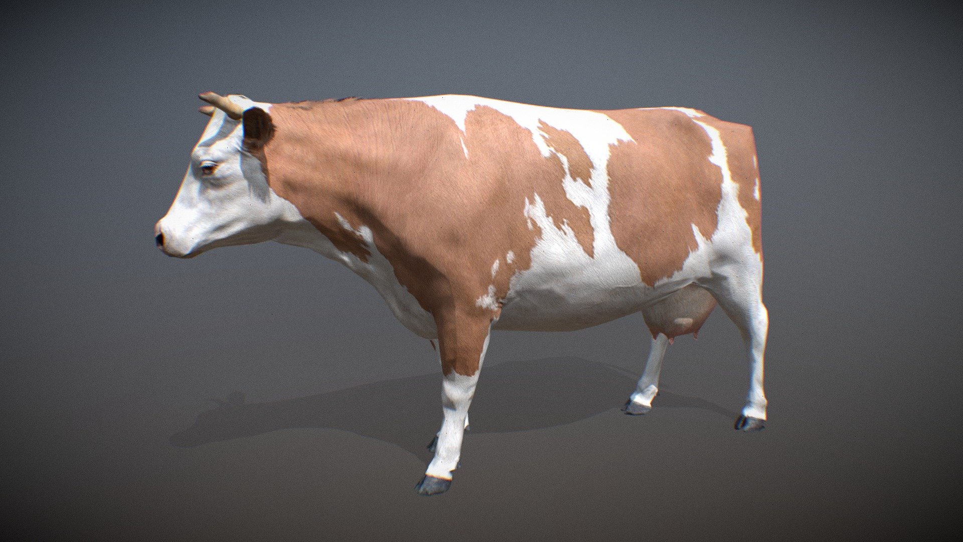 Animalia 3d model