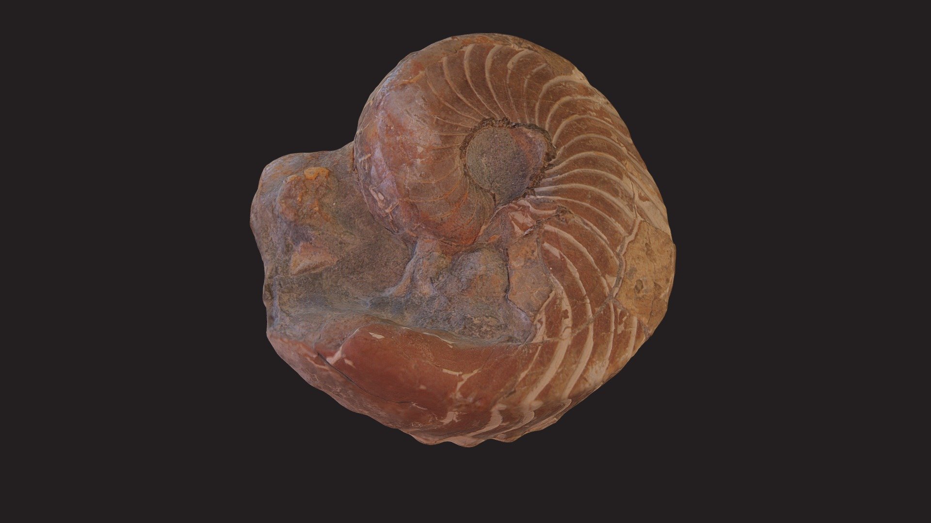 CMNH 3806, Stenodomatoceras gardi (Murphy, 1970) 3d model