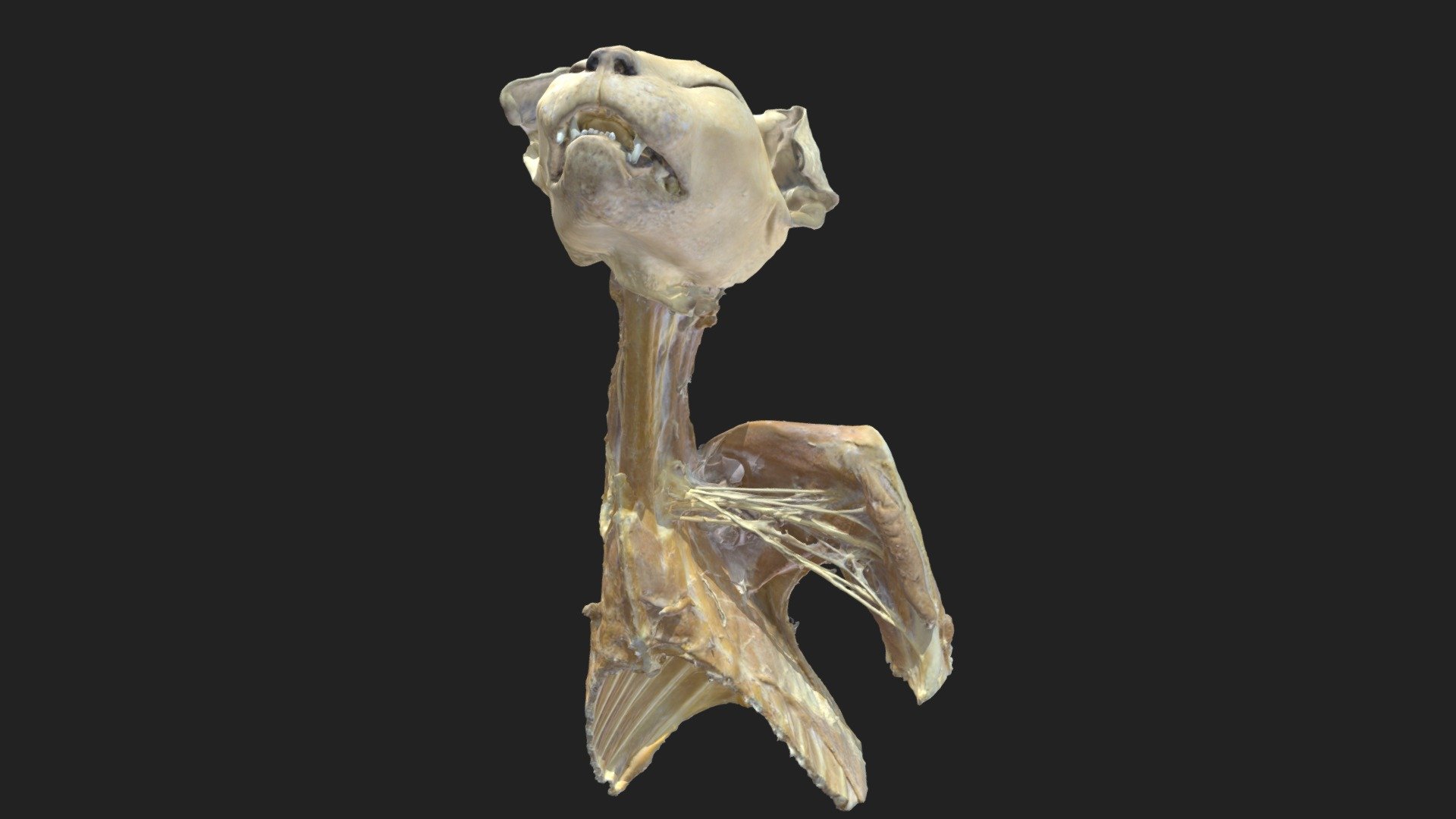 brachial plexus (plexus brachialis) cat 3d model