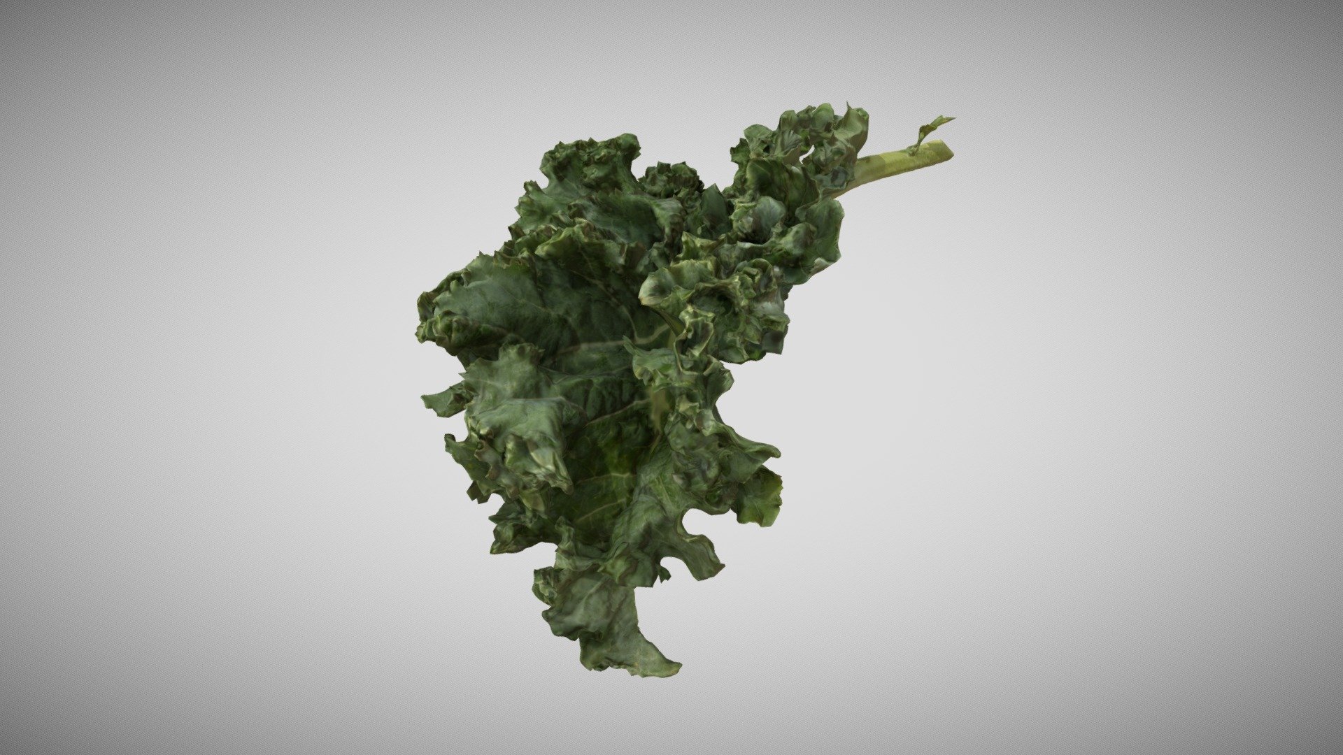 Kale 3D Scan Photogrammetry 3d model