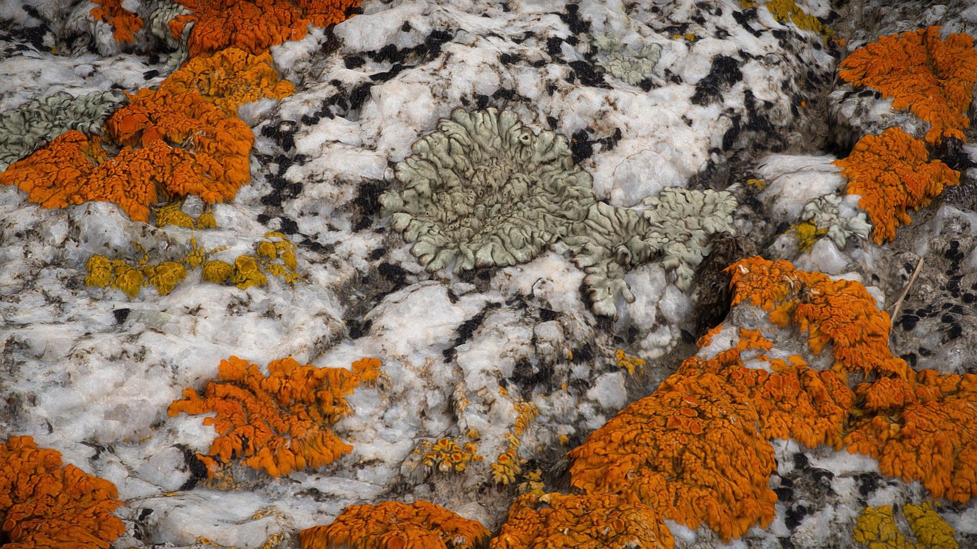 Lichens on Granite 3d model