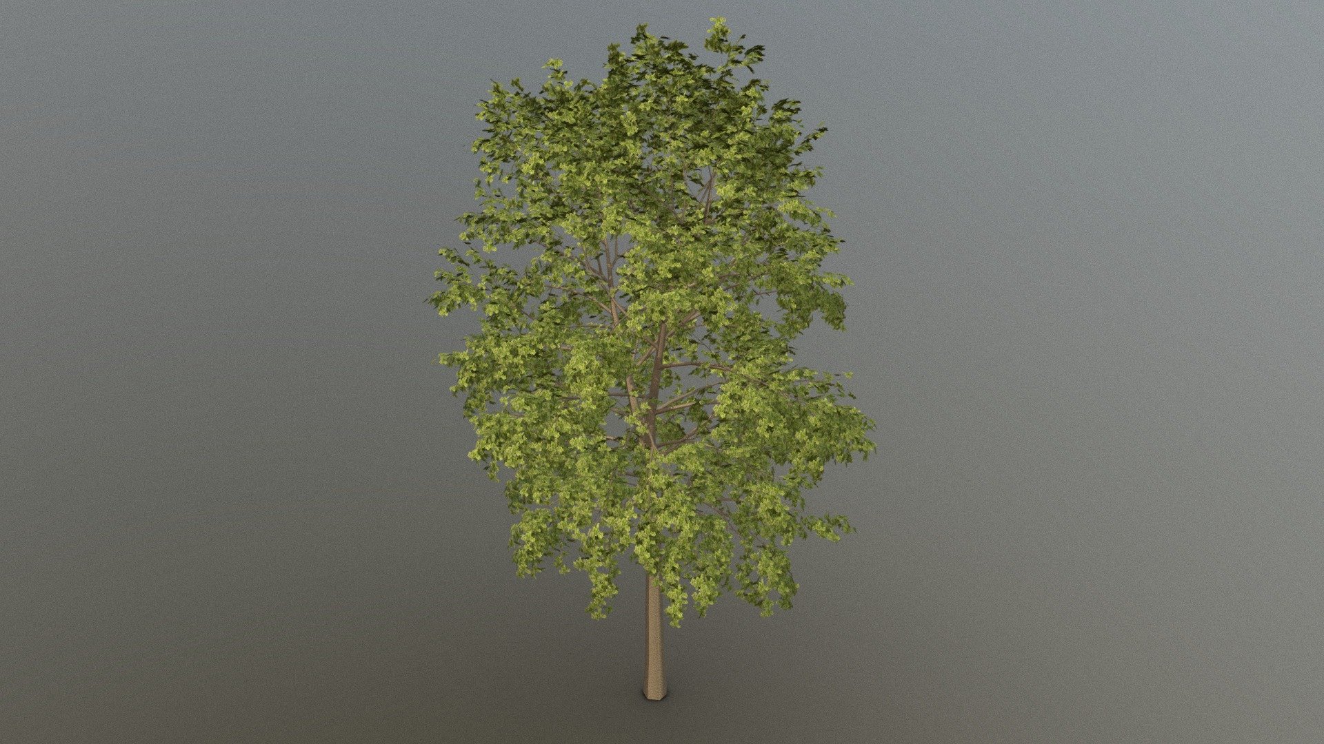 Oak Tree 3d model