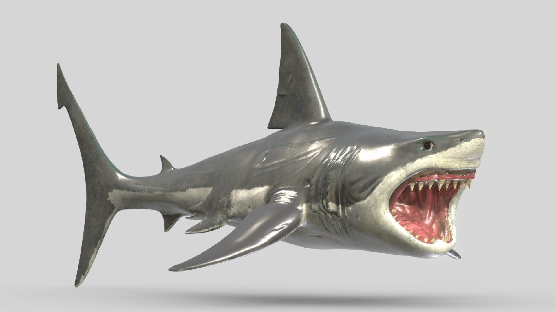 Great White Shark Low Poly Realistic 3d model