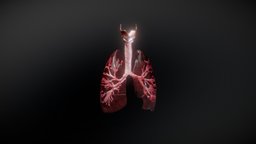 Lungs