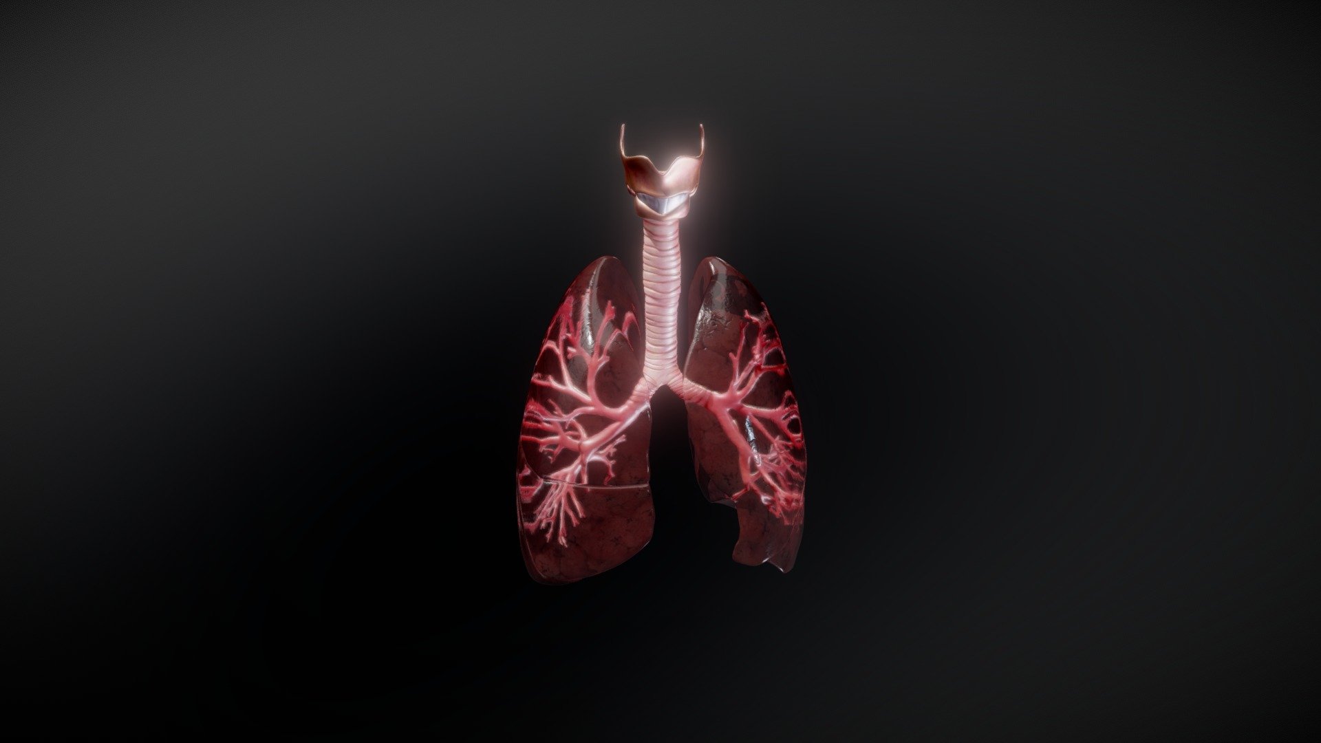 Lungs 3d model