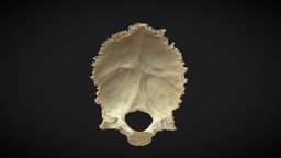 Occipital Bone