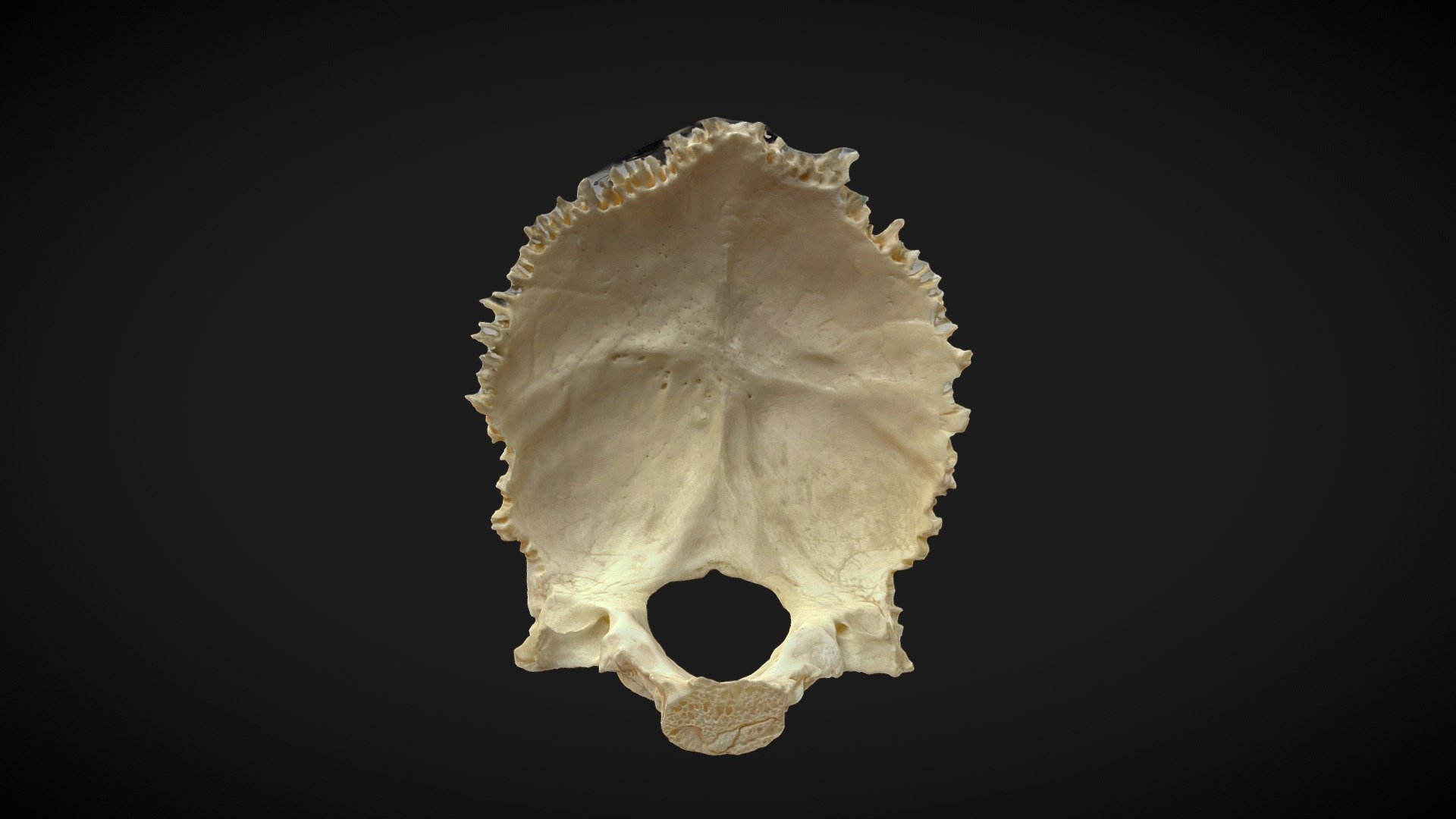 Occipital Bone 3d model