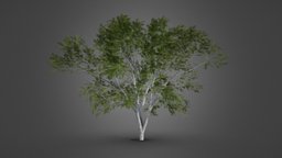 Realistic Europan Tree