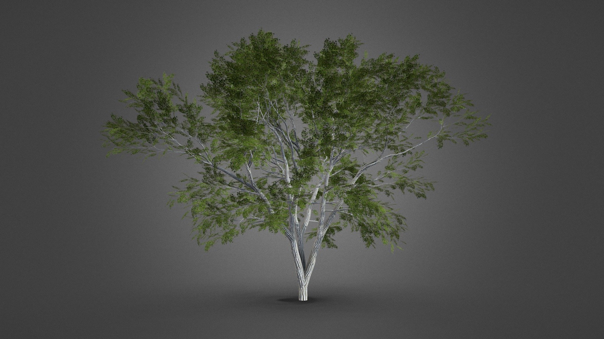 Realistic Europan Tree 3d model