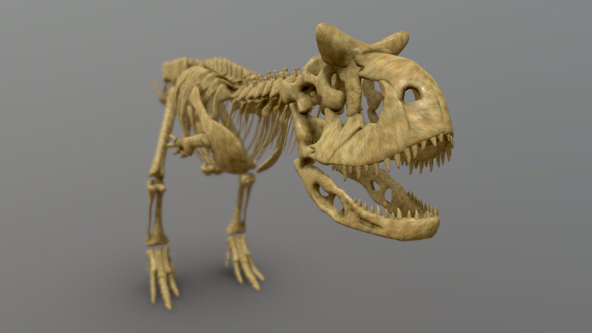 Carnotaurus sastrei (skeleton) 3d model