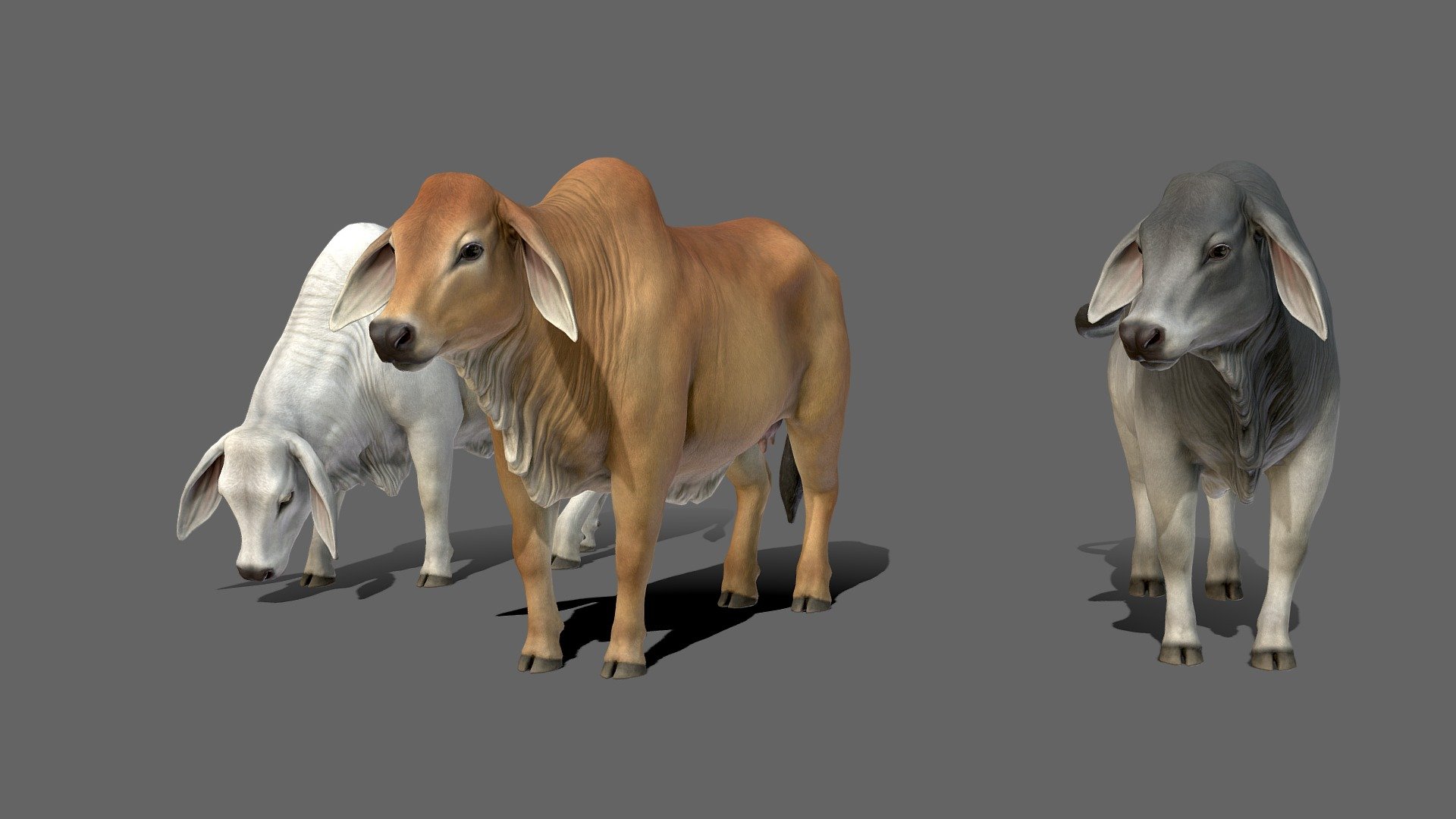 Brahman Cows 3d model