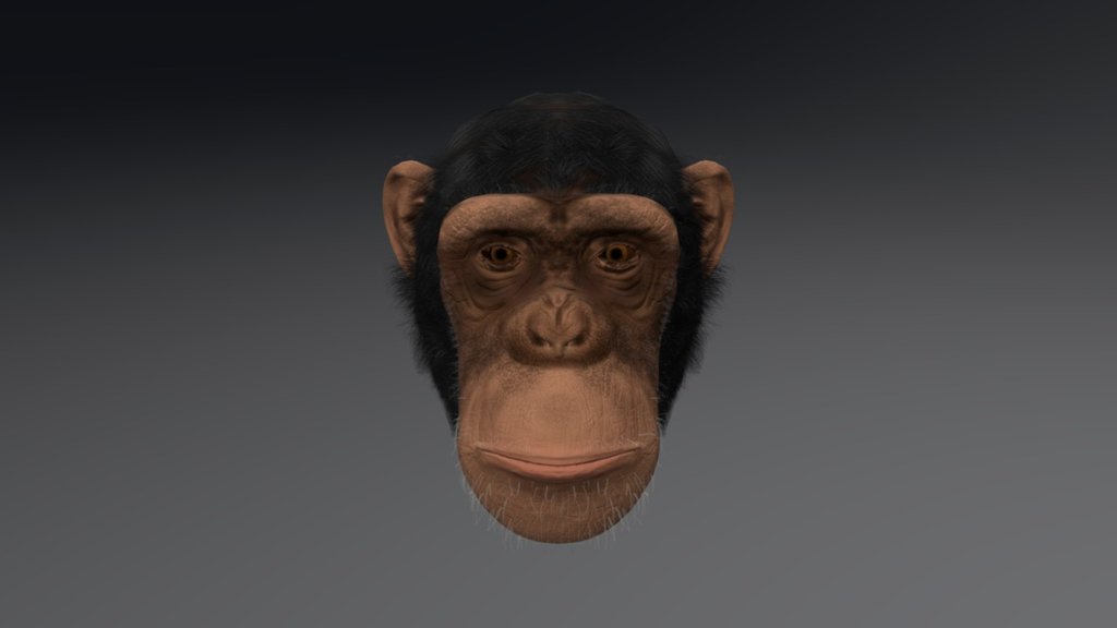 Chimpanzee head 3d model