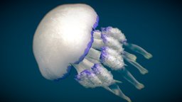 Barrel Jellyfish