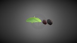 Mulberry 3D Model