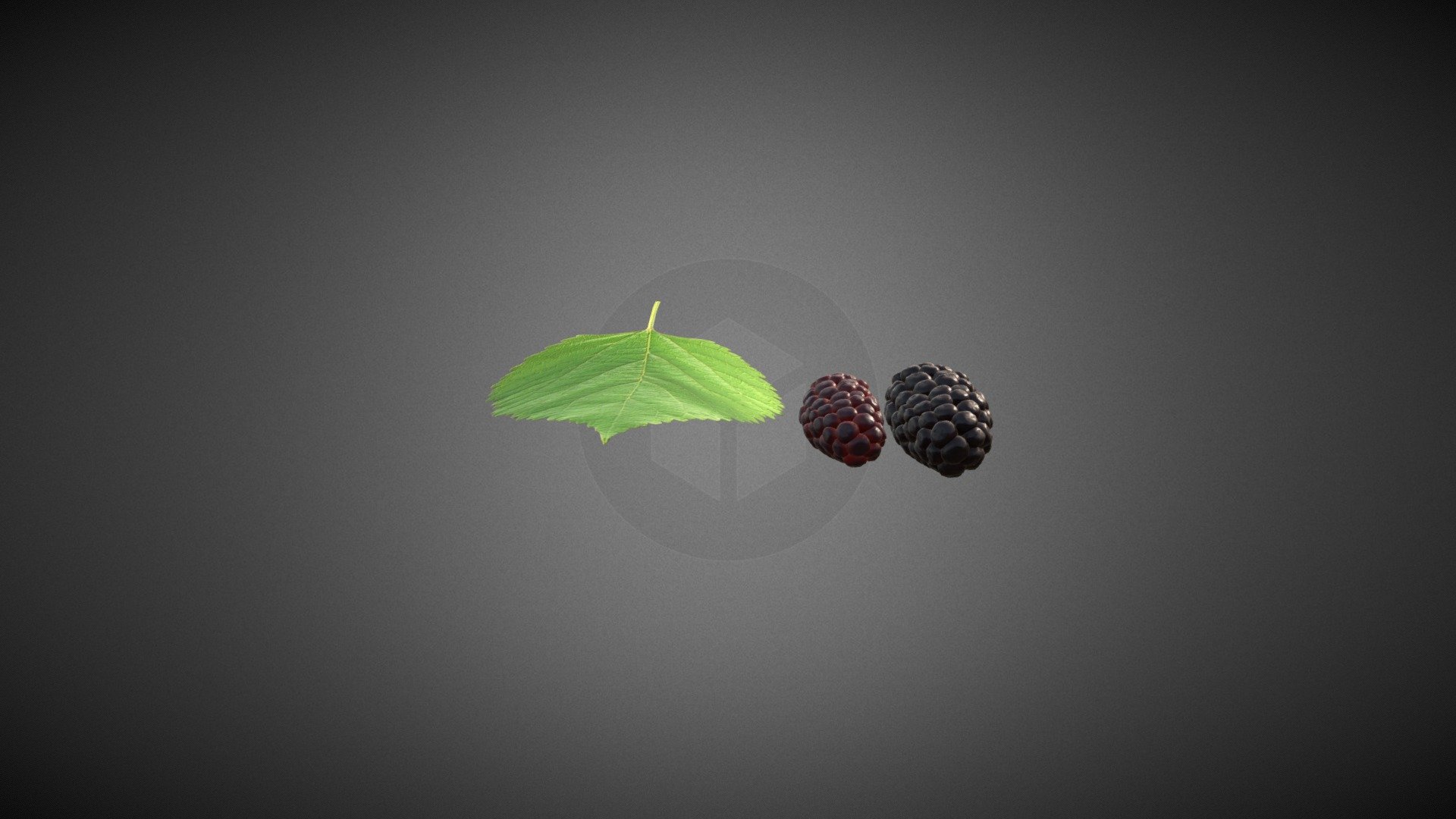 Mulberry 3D Model 3d model