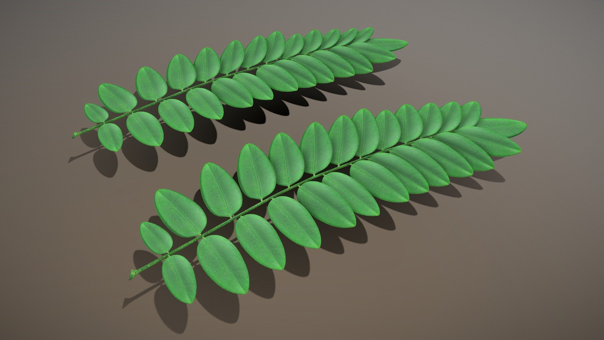 Black Locust Branch (Robinia) 3d model