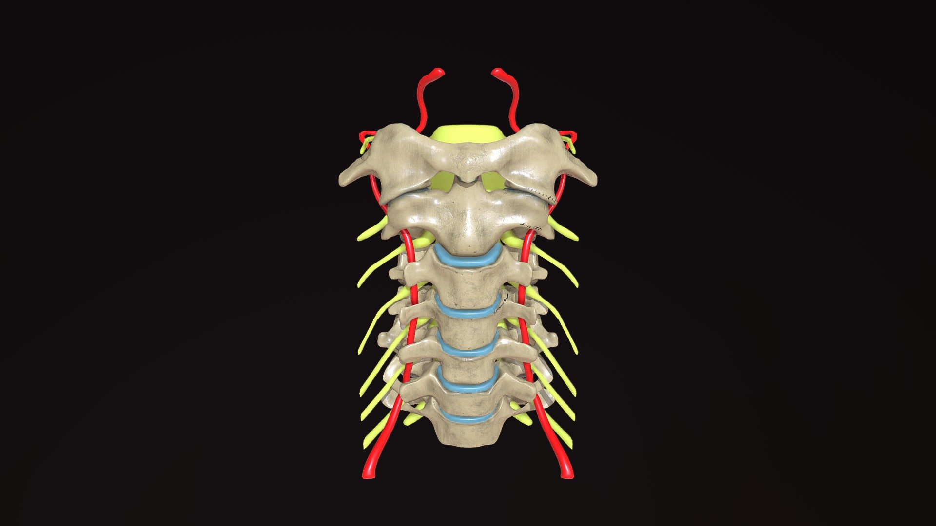 Cervical Spine 3d model