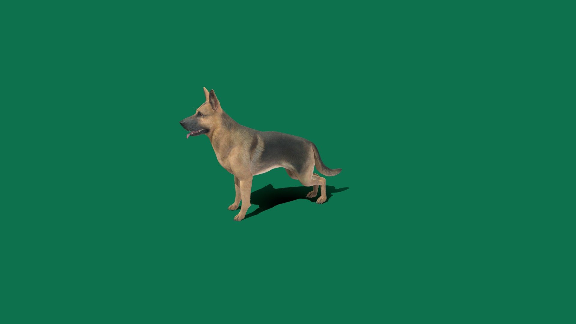 German Shepherd 3d model