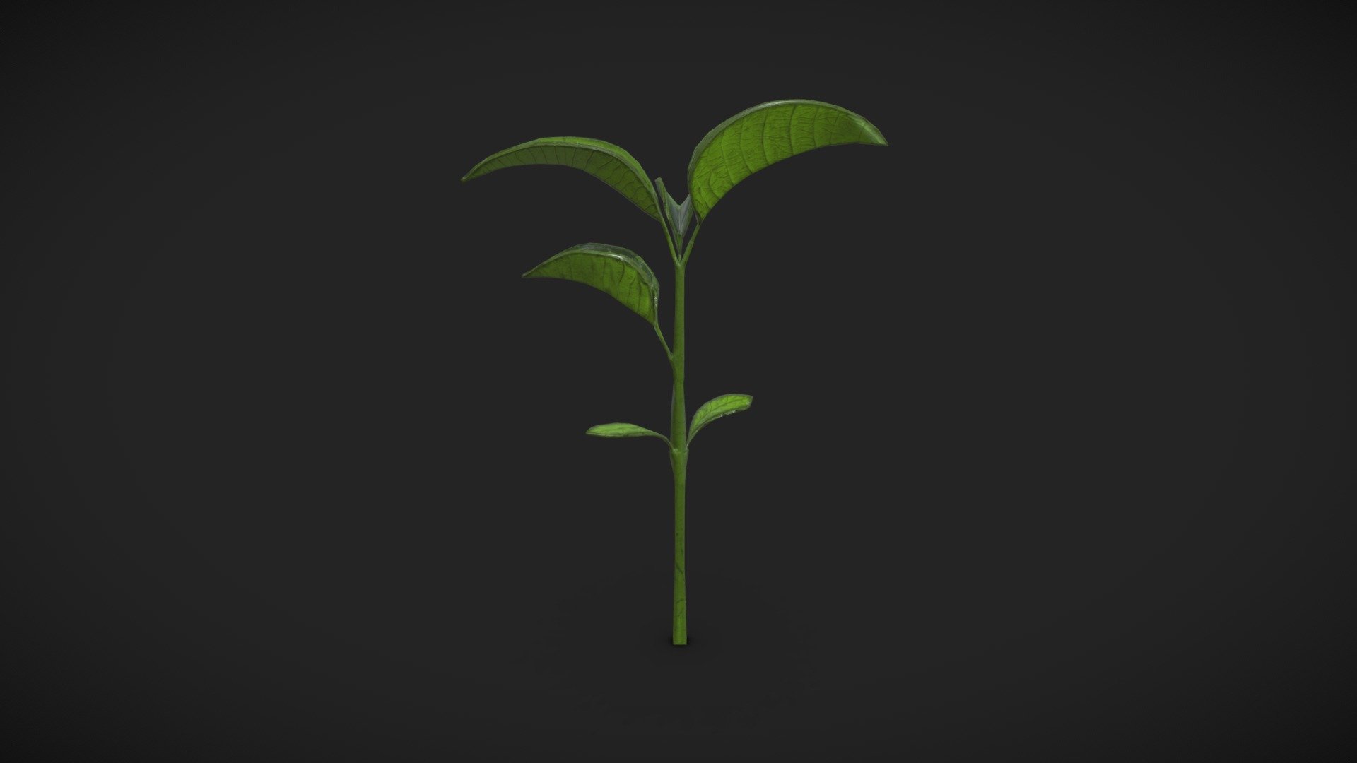 Treesapling 3d model