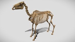 Horse Skeleton