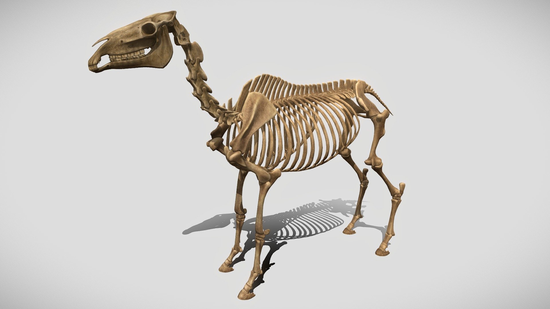 Horse Skeleton 3d model