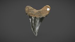 Fossil Megalodon Shark Tooth