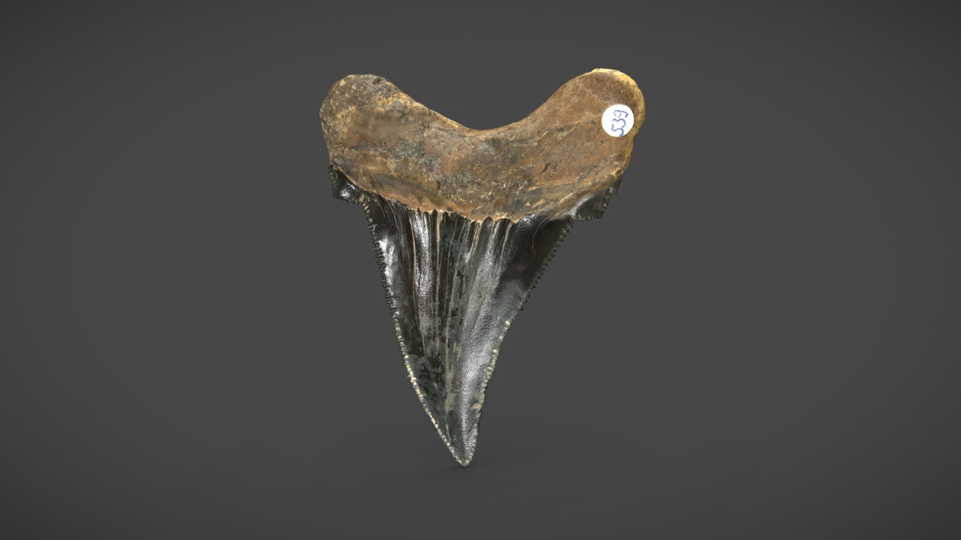 Fossil Megalodon Shark Tooth 3d model