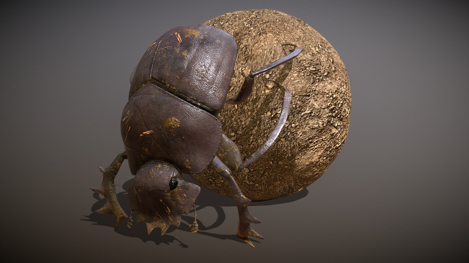 Animated Dung beetle 3d model