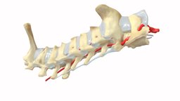 The vertebrae of the neck of Rattus norvegicus