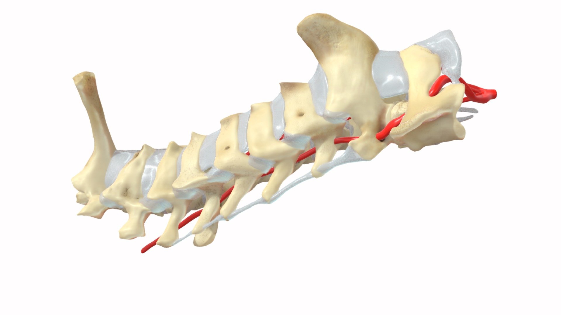 The vertebrae of the neck of Rattus norvegicus 3d model