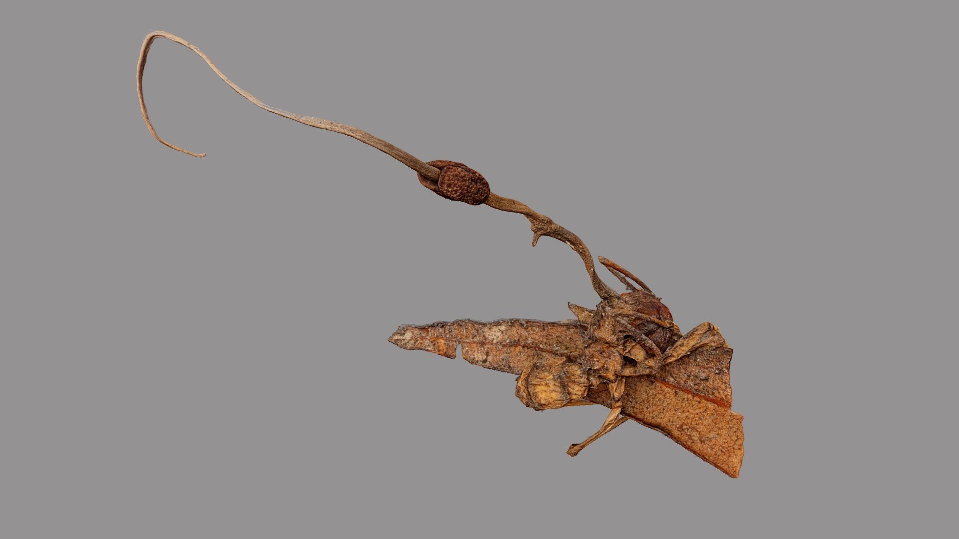 Ophiocordyceps unilateralis 3d model