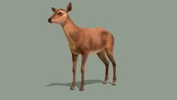 Red Deer Doe animations