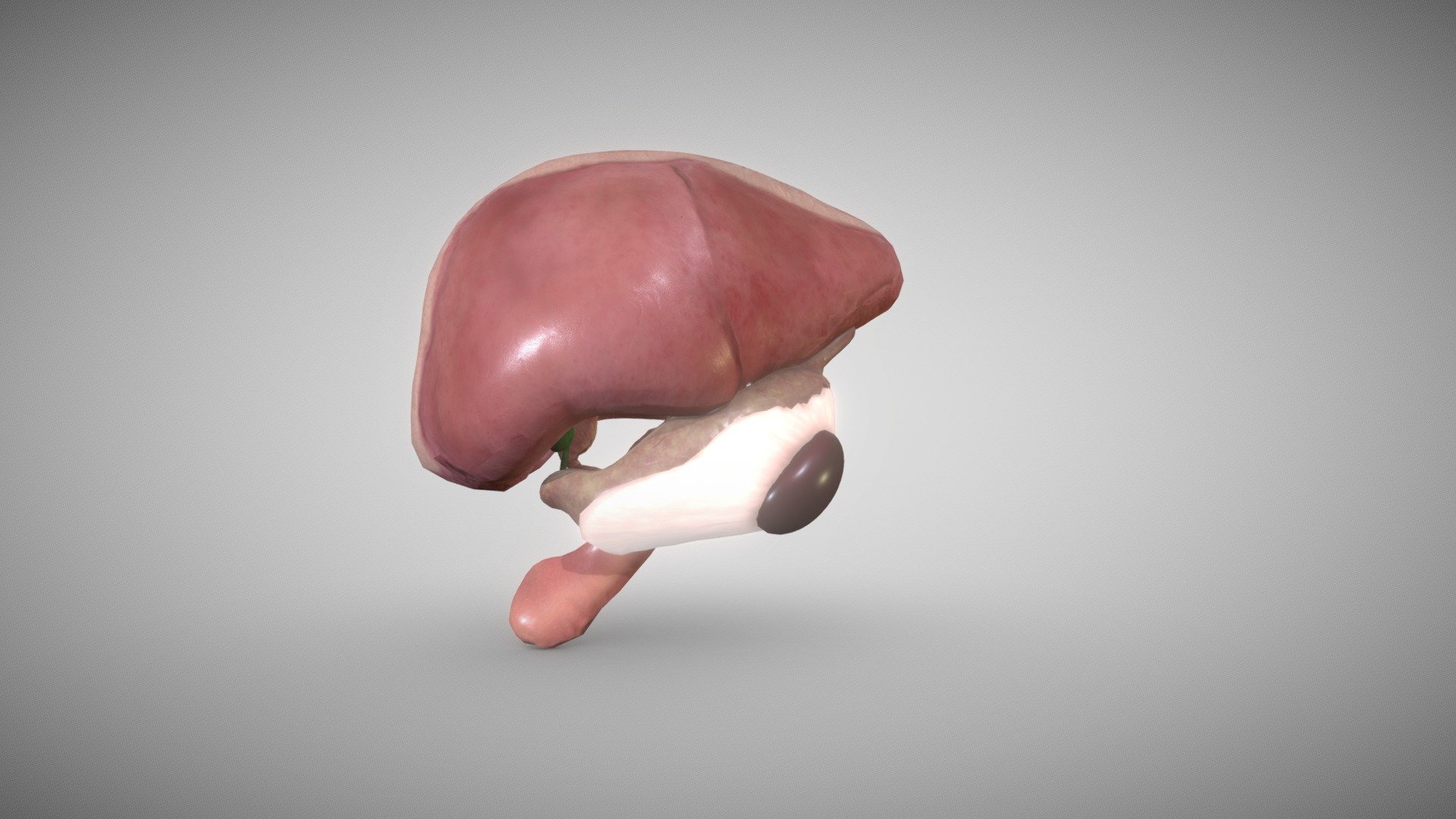 Liver,Spleen and Pancreas Week Eight 3d model