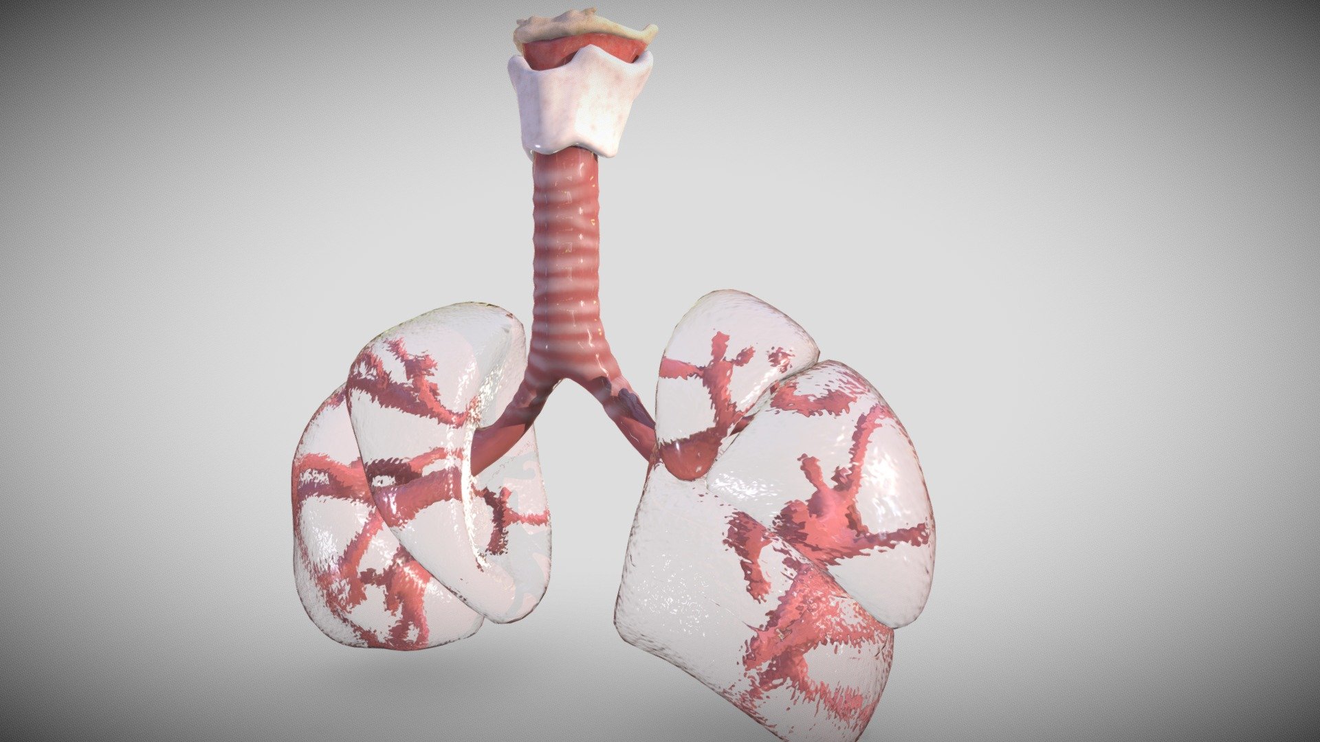 Fetus Lungs week  Eight 3d model