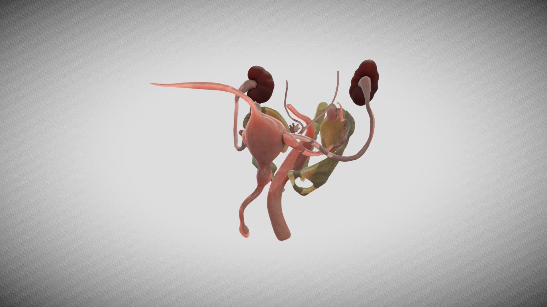 Male Reproductive System Week Sixteen 3d model