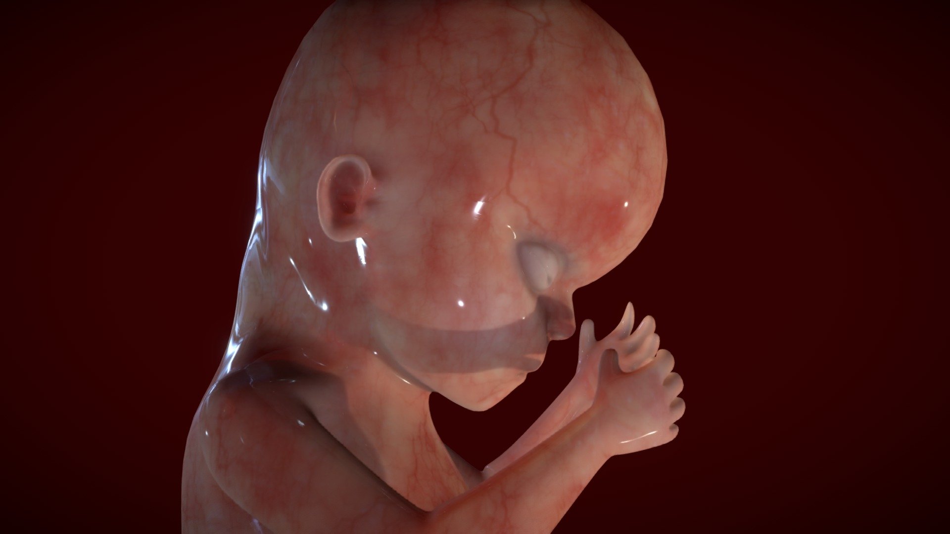 Fetus Week Sixteen 3d model