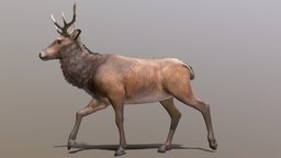 Deer walk-cycle Animated