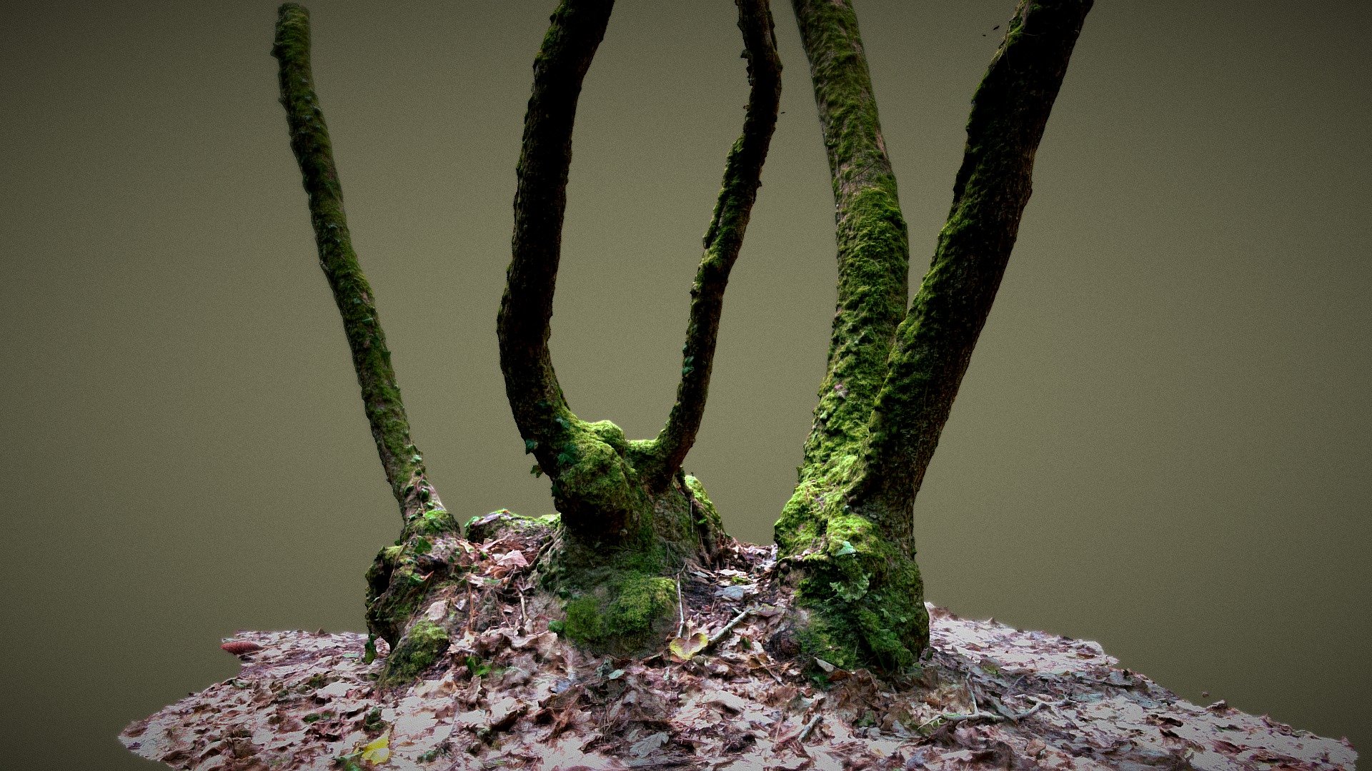 Arbres et mousse 3d model