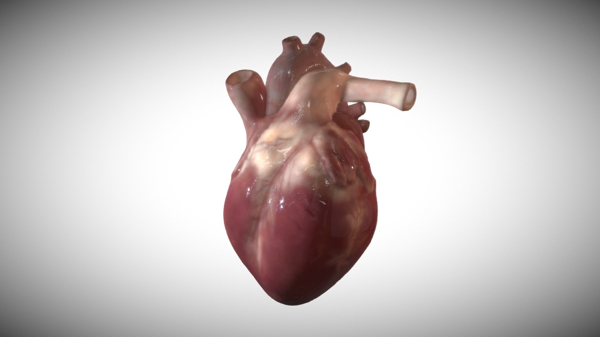 Animated fetus heart week sixteen (16) 3d model